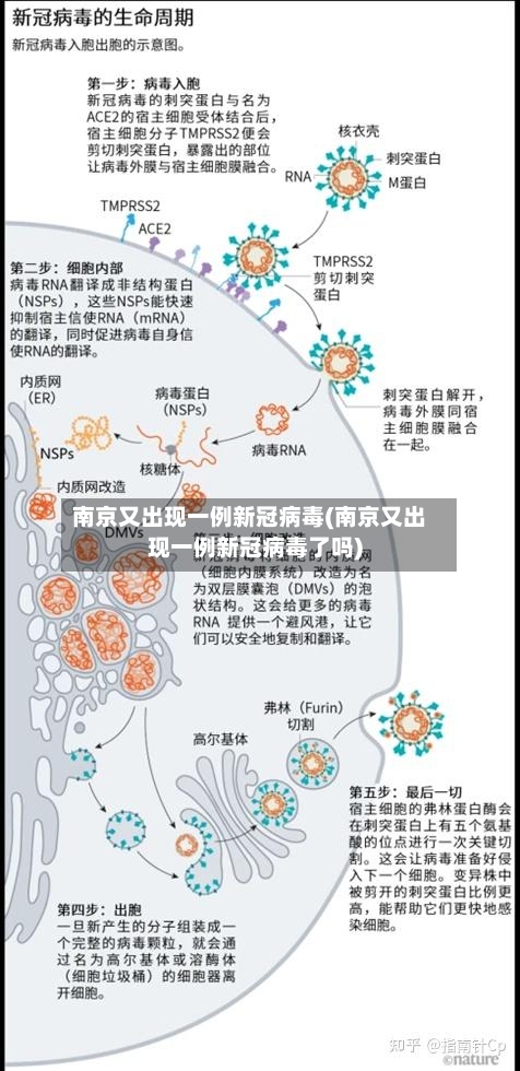 南京又出现一例新冠病毒(南京又出现一例新冠病毒了吗)-第2张图片