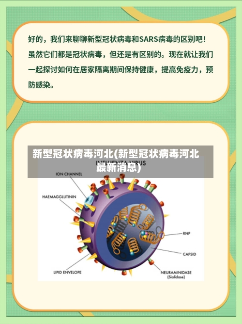新型冠状病毒河北(新型冠状病毒河北最新消息)-第2张图片